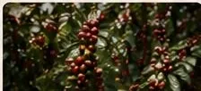 Coffee cherries ripening on the branch